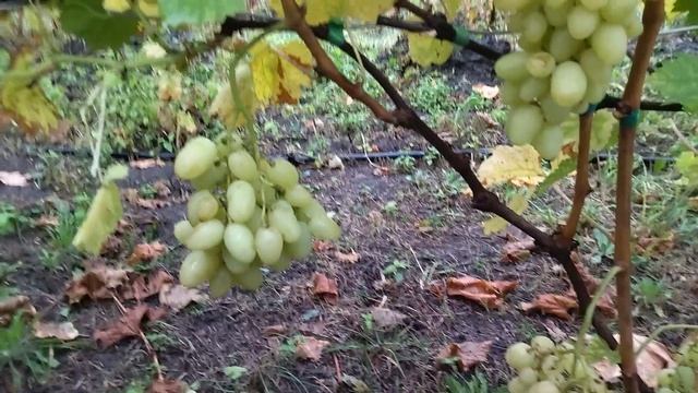 Гф Вакула селекции Калугина В. М с плотной хрустящей ягодой.
