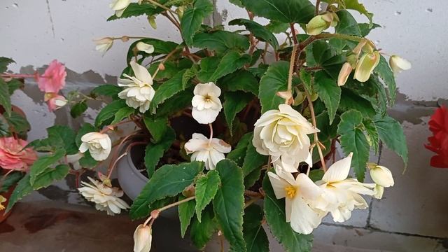Бегония Белина Ванилла (Begonia Belina Vanilla)