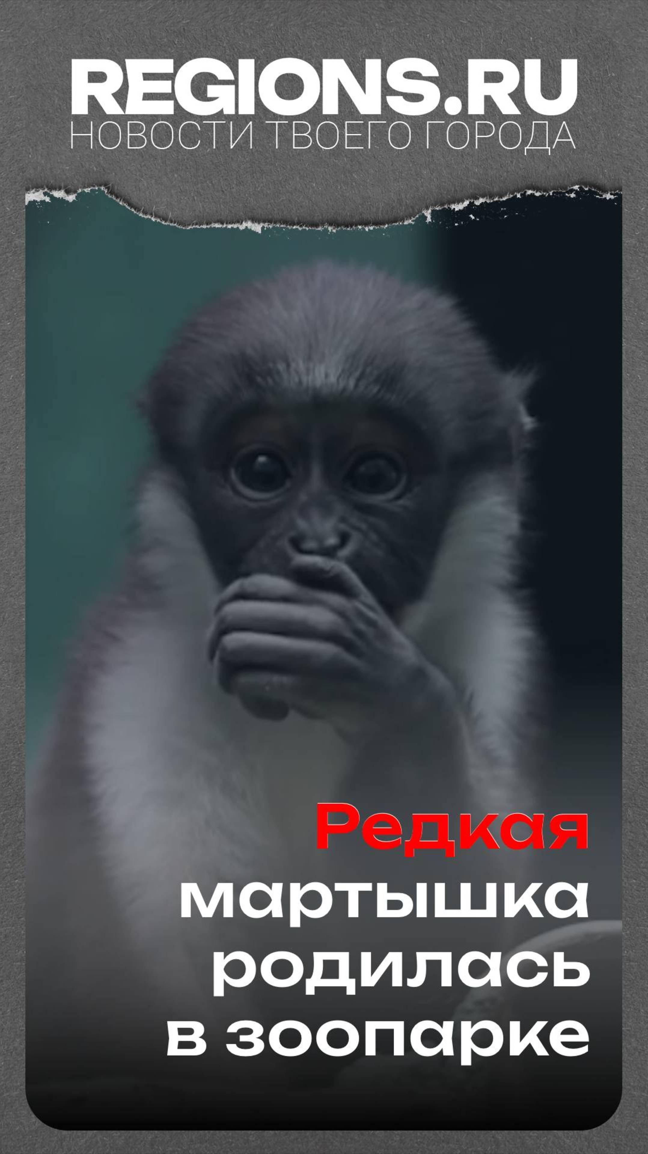 Редкая мартышка родилась в зоопарке
