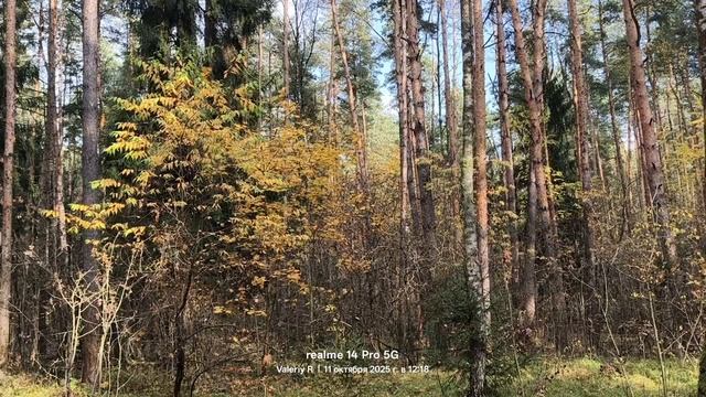 Подмосковный лес, октябрь 🌳🌲🍂🍁 золотая осень