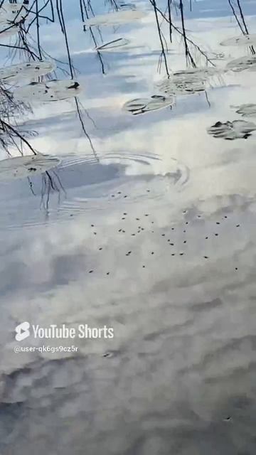 Ленобласть. Хвойное. 04.07.2024. Вуокса. Стайки мелких водных насекомых поедаемых рыбками