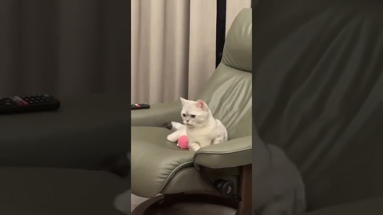 Funny Pets !!! #funny #pets #shorts