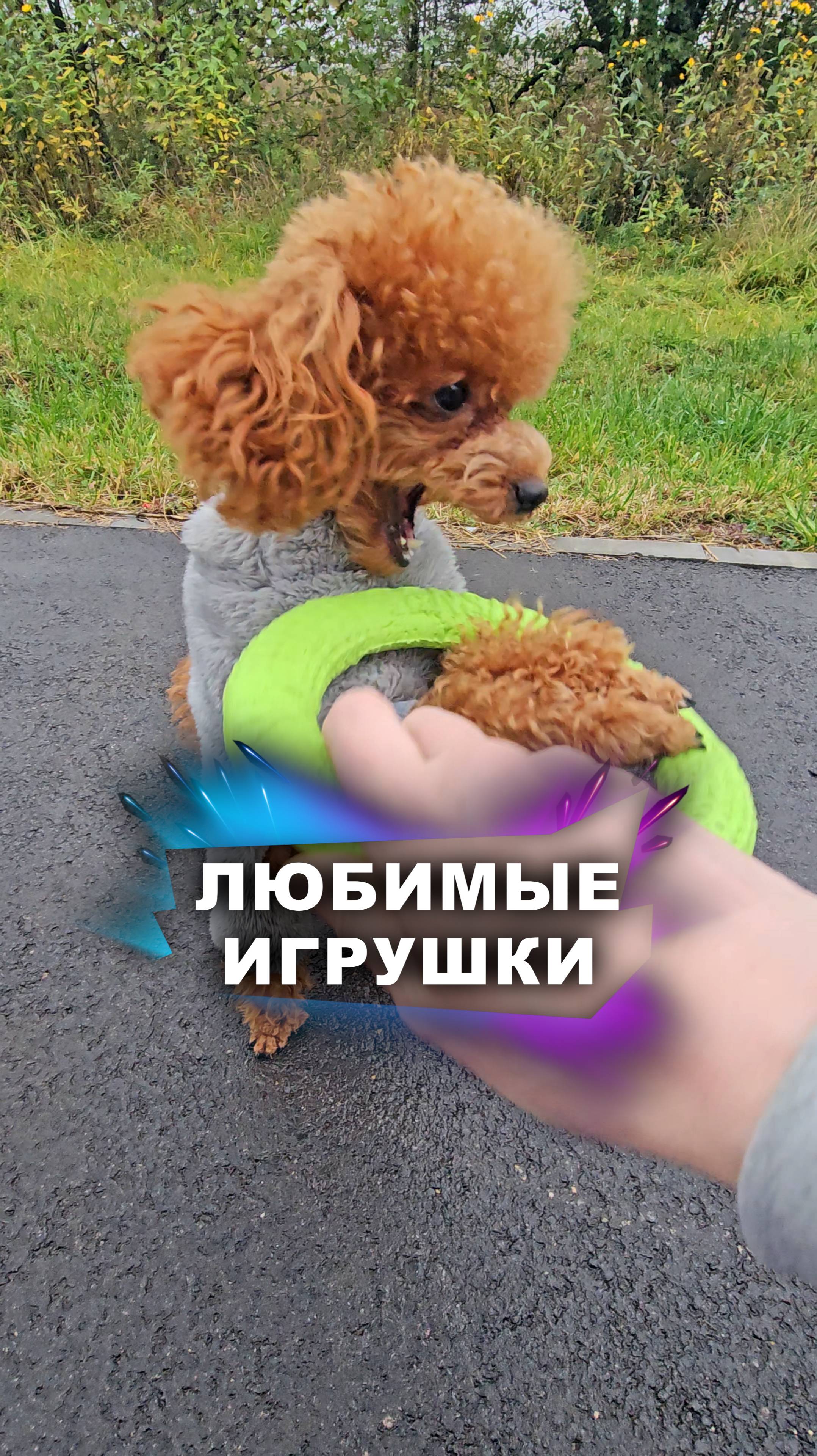 Они обожают эти игрушки! #животные