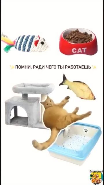 Клип @meowtaverse