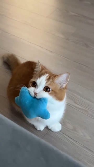 Котик принес микро подушечку, это значит, что пора готовиться ко сну🥱