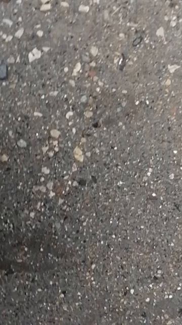 Соскучился белый