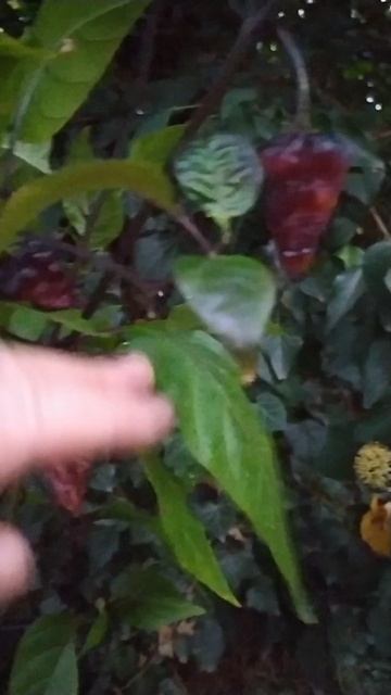 Carolina Reaper × Purple Naga Tiger. Экстремально острый перец,