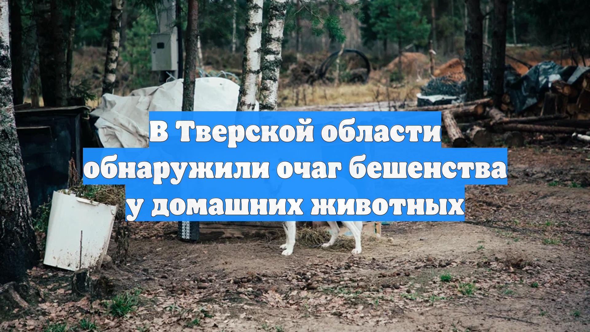 В Тверской области обнаружили очаг бешенства у домашних животных