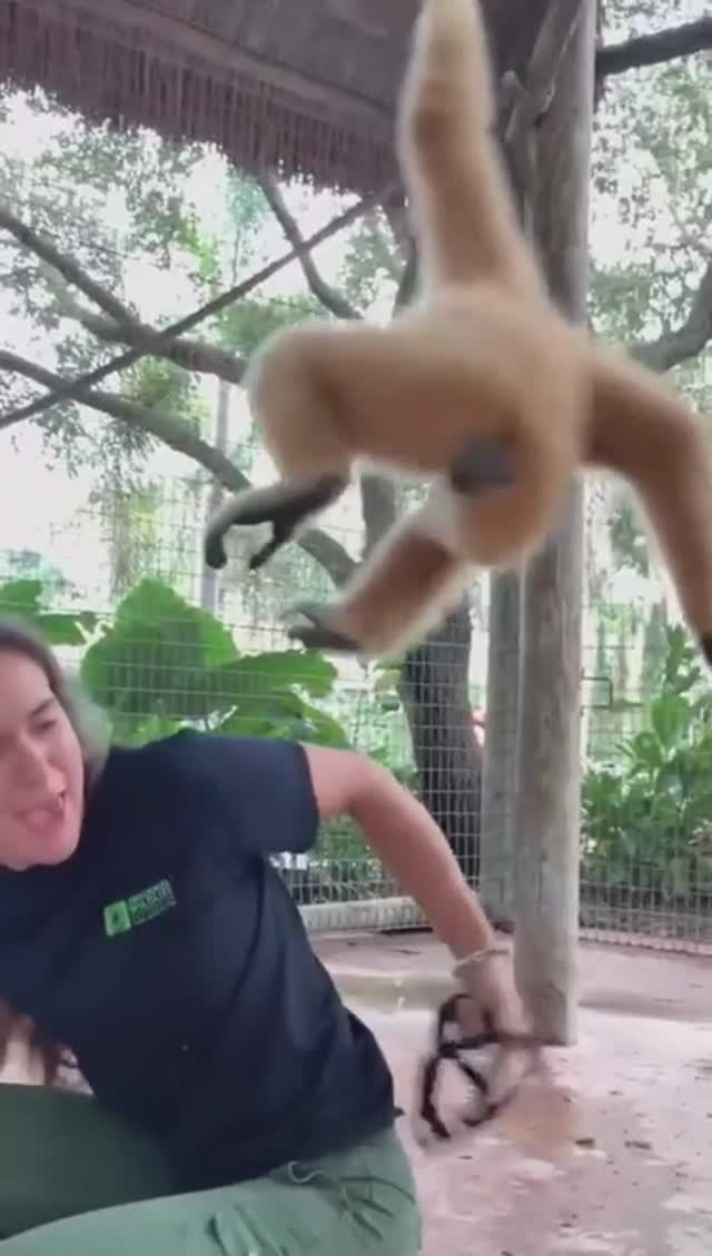 Очень смешные обезьяны врываются в ленту🤣