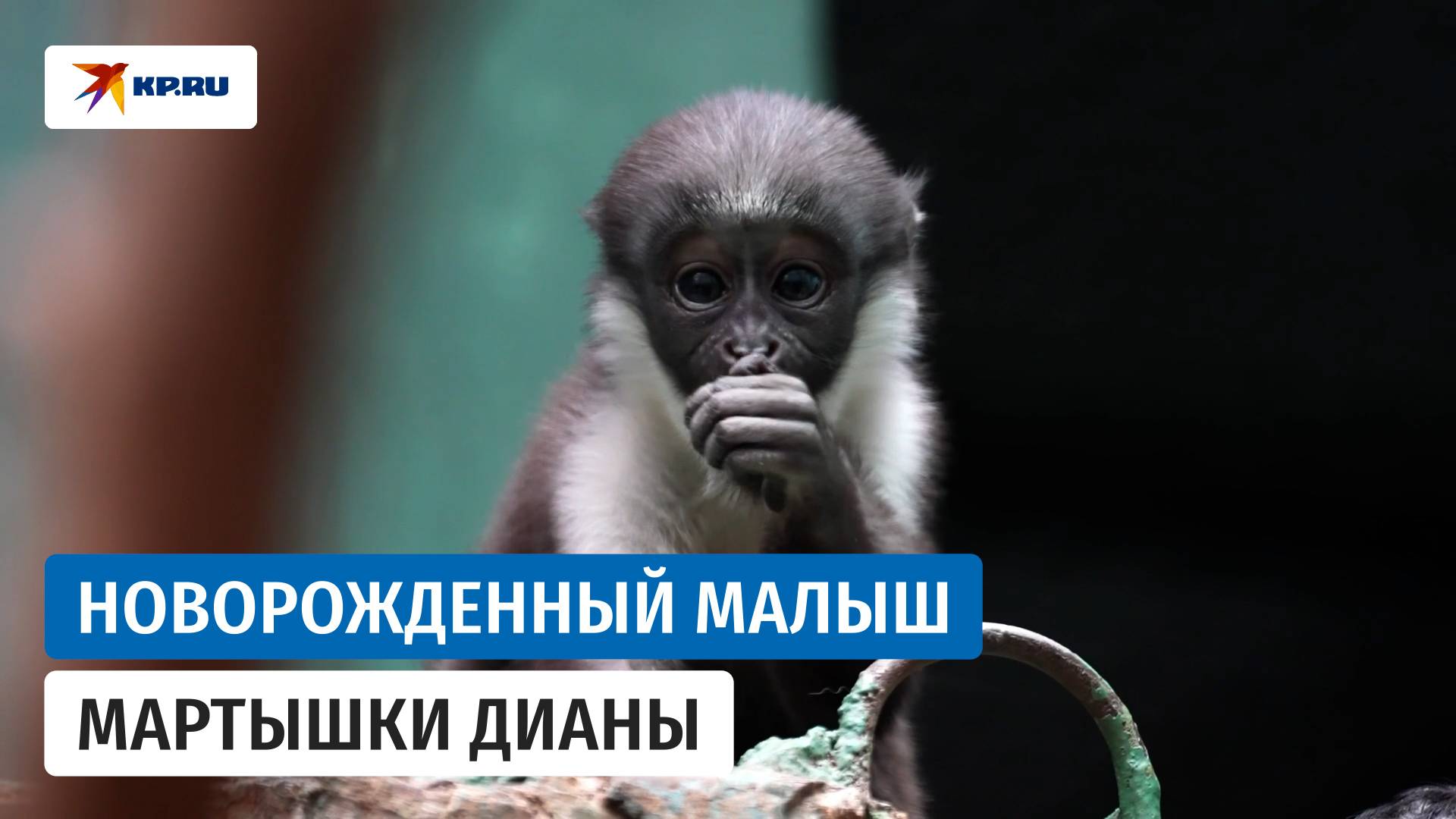 Детёныш краснокнижной мартышки дианы родился в Московском зоопарке