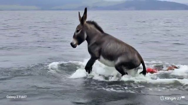на море с ослом