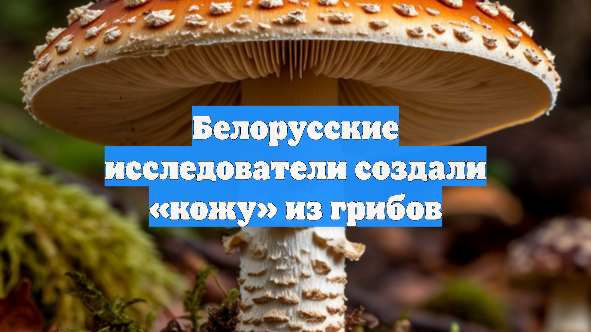 Белорусские исследователи создали «кожу» из грибов