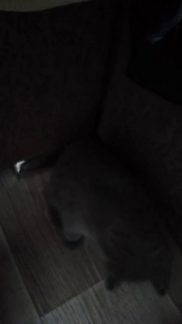 котёнок 🐱