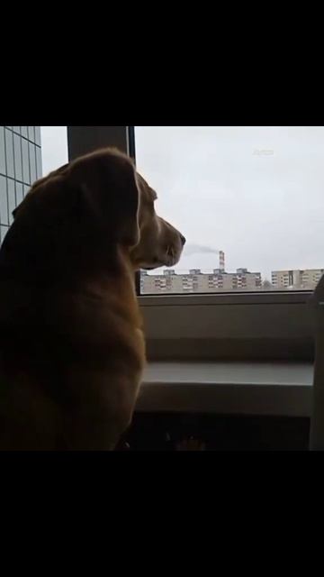 Пëс любуется природой