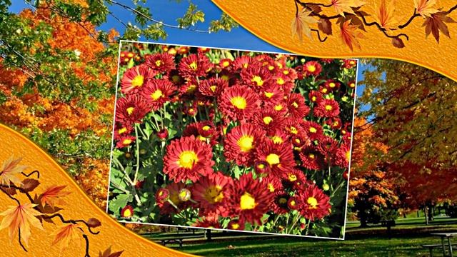 Осенние переходы для ФотоШоу PRO от Мудрого Кота Тимофея! Комплект 3!
