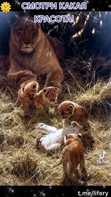 Смотри какая красота !