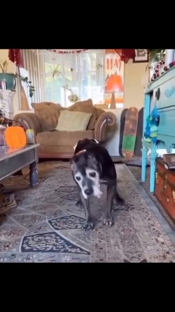 VID_20251010_161809_208.mp4