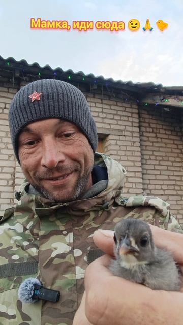Спасение 🐥 чипушонка