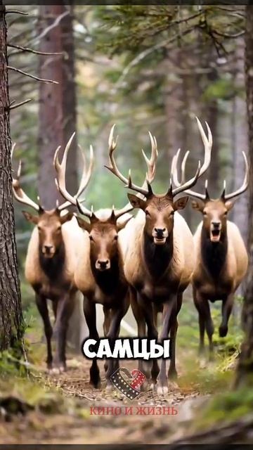 Брачный сезон у лосей