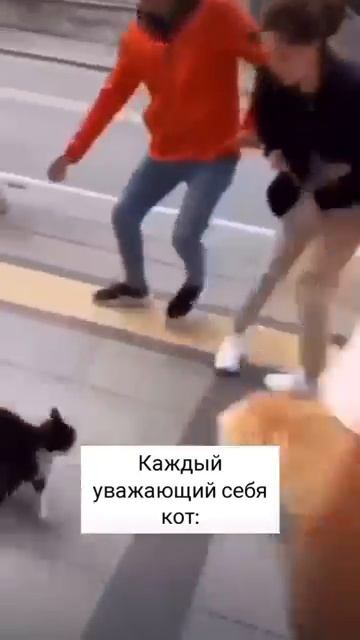 Кот кинулся на собаку и на людей