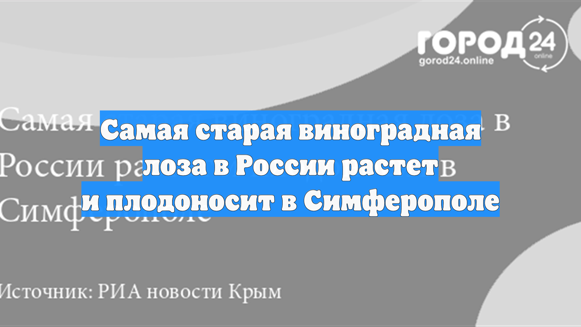 Самая старая виноградная лоза в России растет и плодоносит в Симферополе
