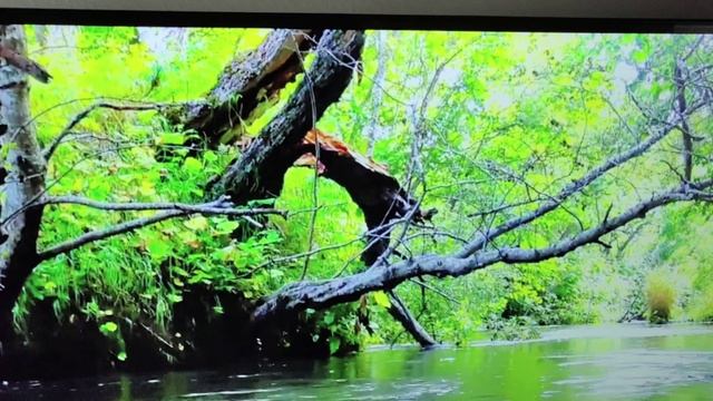 VID_20250327_132708.mp4м🙌😇💖Медитация. Почки