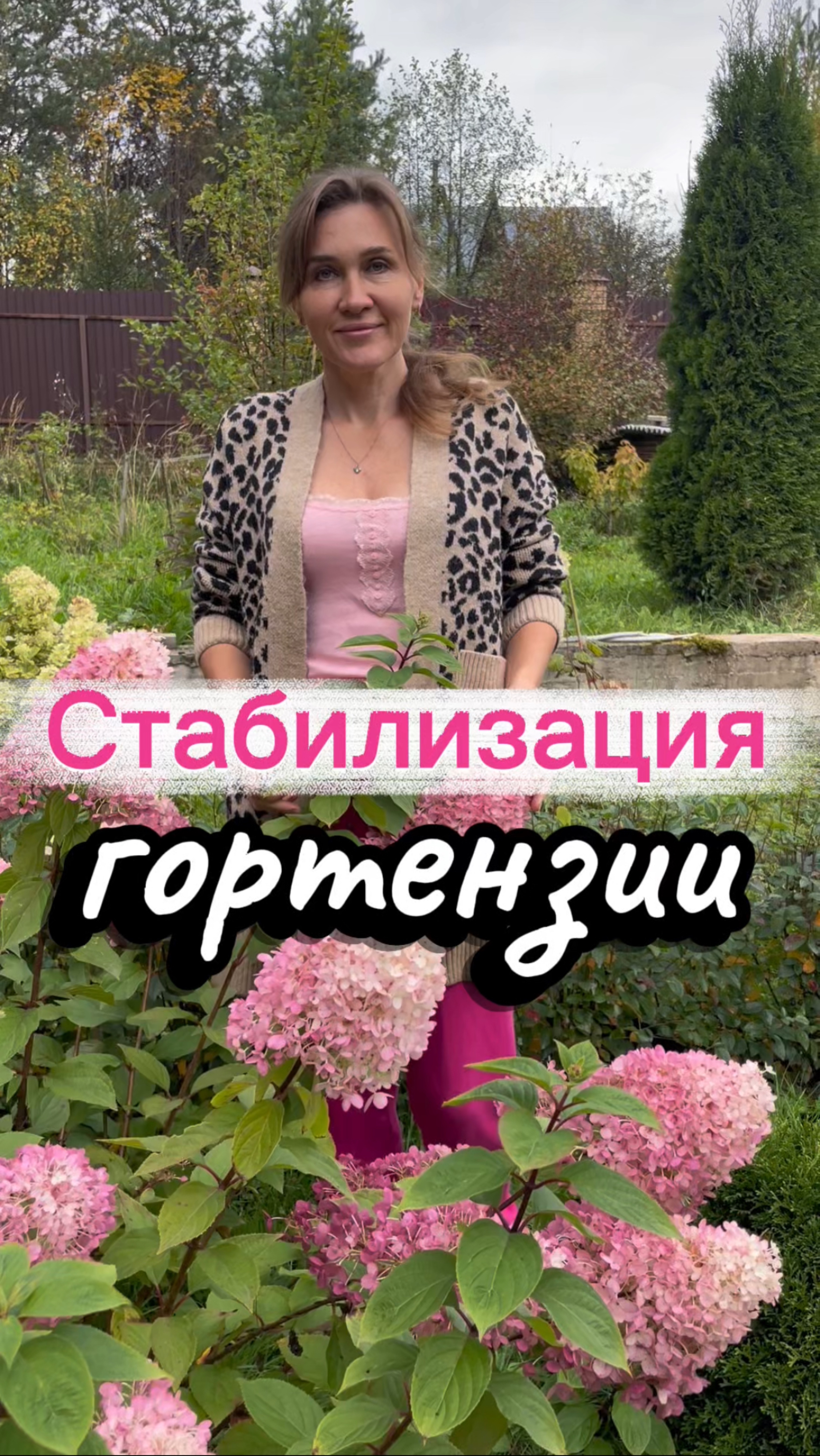 Как сохранить букет из гортензий. Метод стабилизации цветов.
