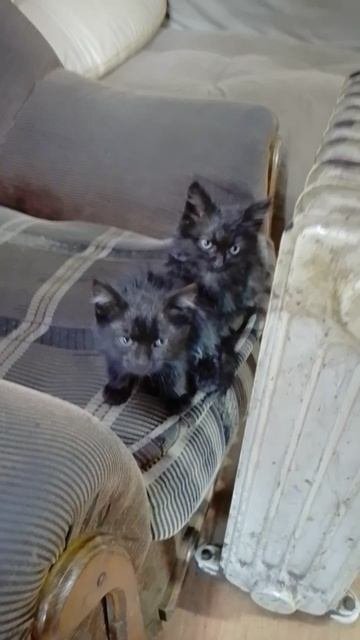 Чёрные котята