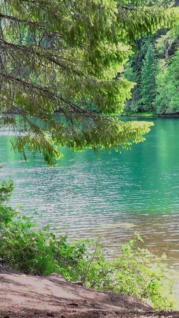 Река и Пение Птиц для безмятежности 🕊️🌳🕊️