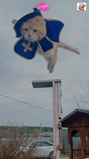 Рыжуле ночью снилась его Сказочно Красивая Душа Доброта Любовь 🌜😻💓😽✨️