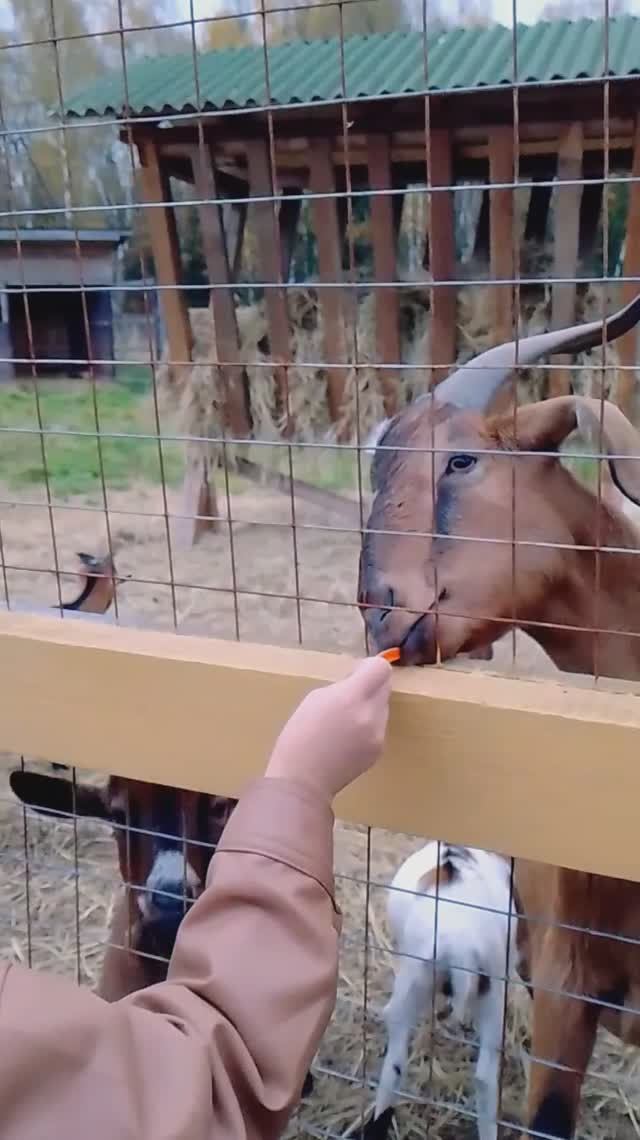 Биостанция, Лосиный остров 09.10.2025