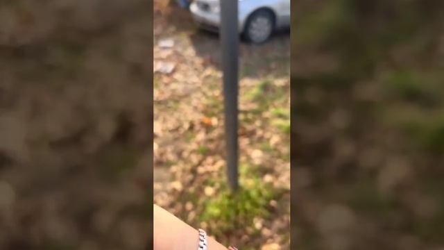 Завершили стрижку овец. Вылупились перепела