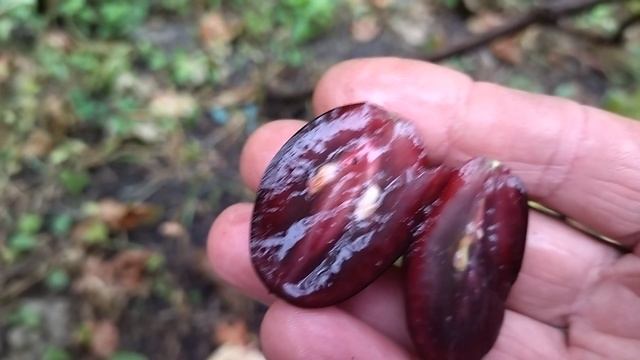 Гф Помпеи селекции Калугина В. М хрустящий крупноплодник.