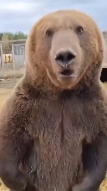 Мишаня резвится 🐻🤩🥰🤗❤️
