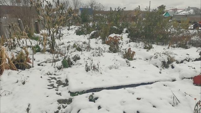Огород в деревне завалило снегом убираю урожай капусты и работаю в теплице!