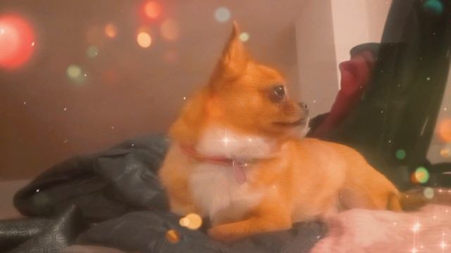 милая собачка