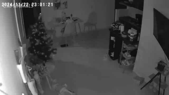 КОШКИ Самые забавные и непредсказуемые животные 1