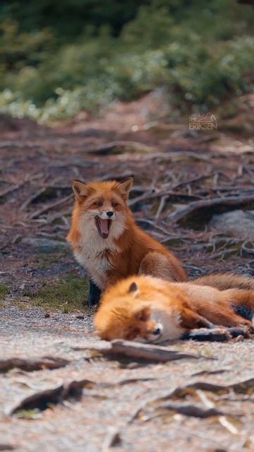 Счастливая и сонная лиса 🦊❤️🤩😉😴