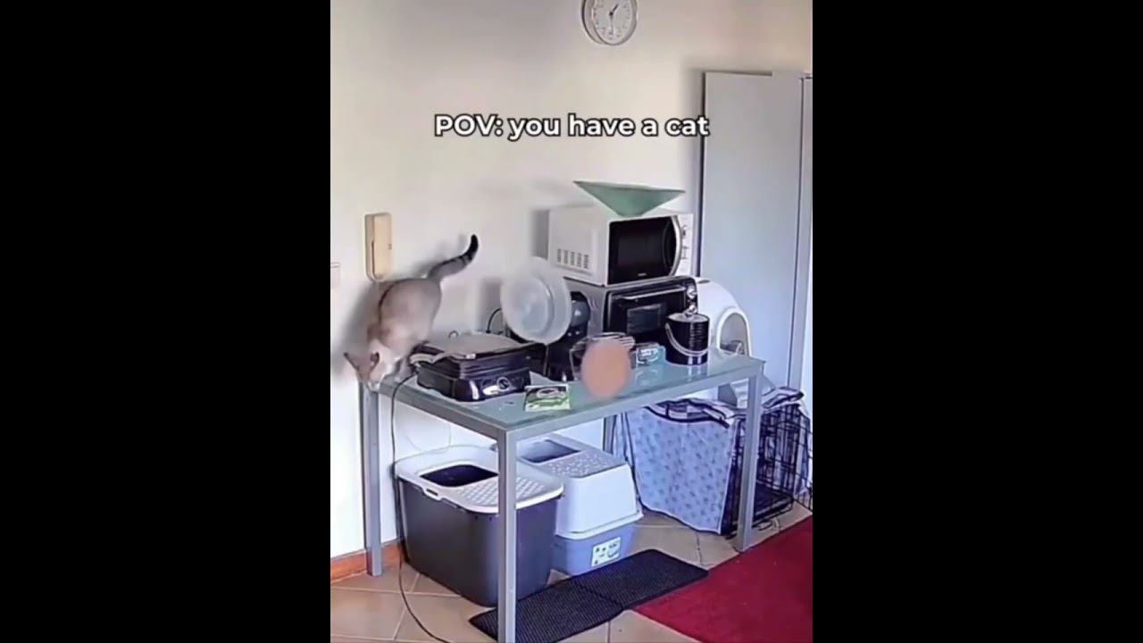Funny Cats !!!  #funny #cat #cats #shorts
