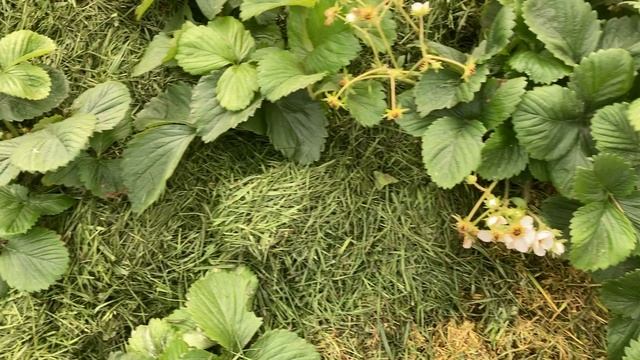 Клубника осенью.