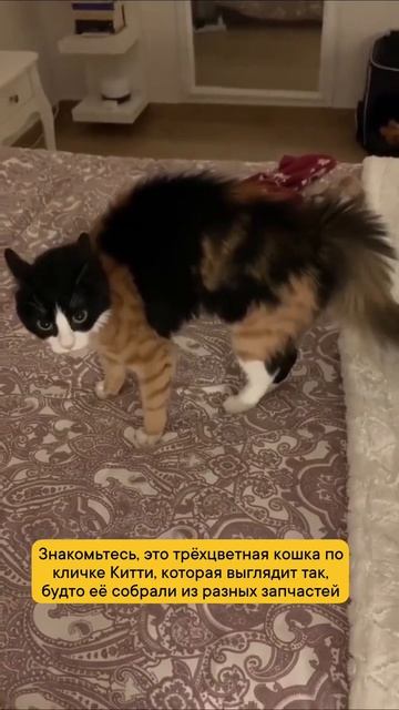 Клип @meowtaverse