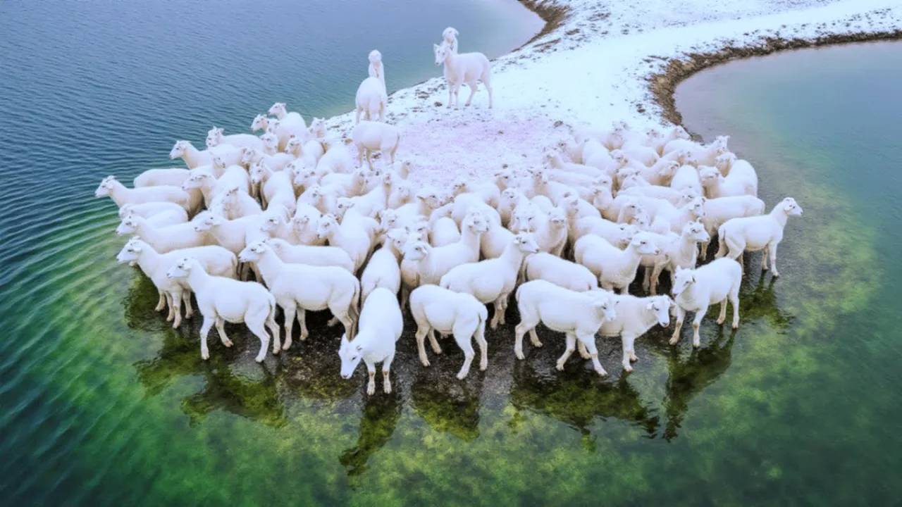 СУДЬБА ТЫСЯЧ ОВЕЦ их бросили на замерзшем острове и вот ЧТО ИЗМЕНИЛО ВСЕ