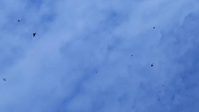 13.10.2025 г Подъем Голубей после Ярмарки!!!