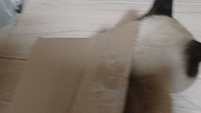 Неуклюжий Семён Семёнович