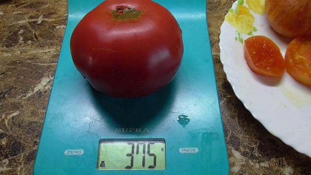 Томат Ручей фиол собаки. 797. ДЕГУСТАЦИЯ СОРТА.