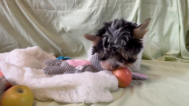 Ах эти забавные и милые собачки! 🐶💖