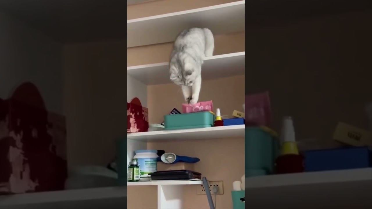 Funny Cats !!!  #funny #cat #cats #shorts