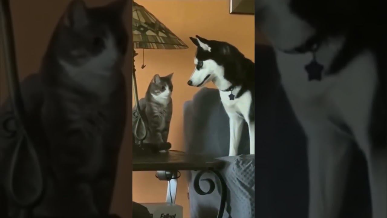 Funny pets !!!  funny pets shorts