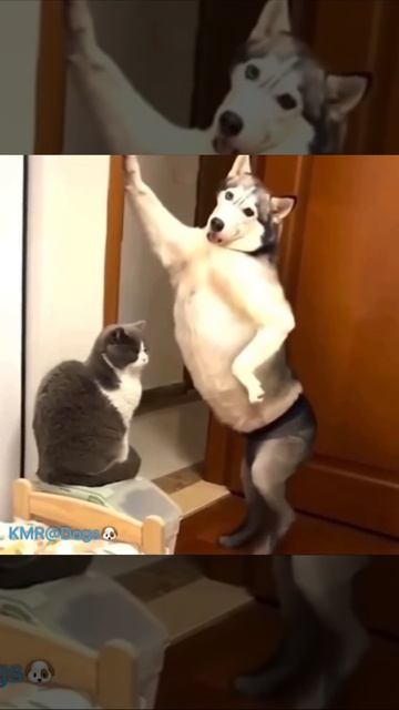 ЮМОР)))