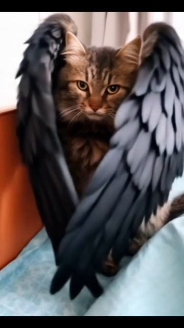 котик ангелочек